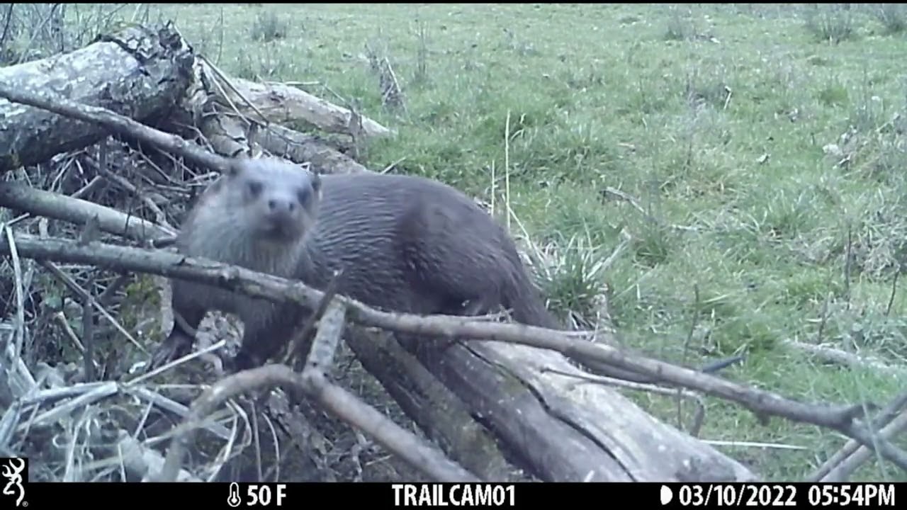 Wildlife at Bodenham Lake managed by Herefordshire Wildlife Trust