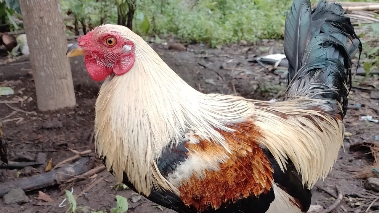 My Farm update 