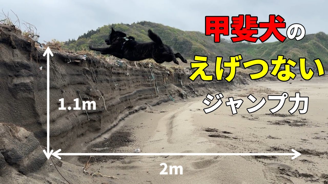 甲斐犬のジャンプ力がえげつなかった件