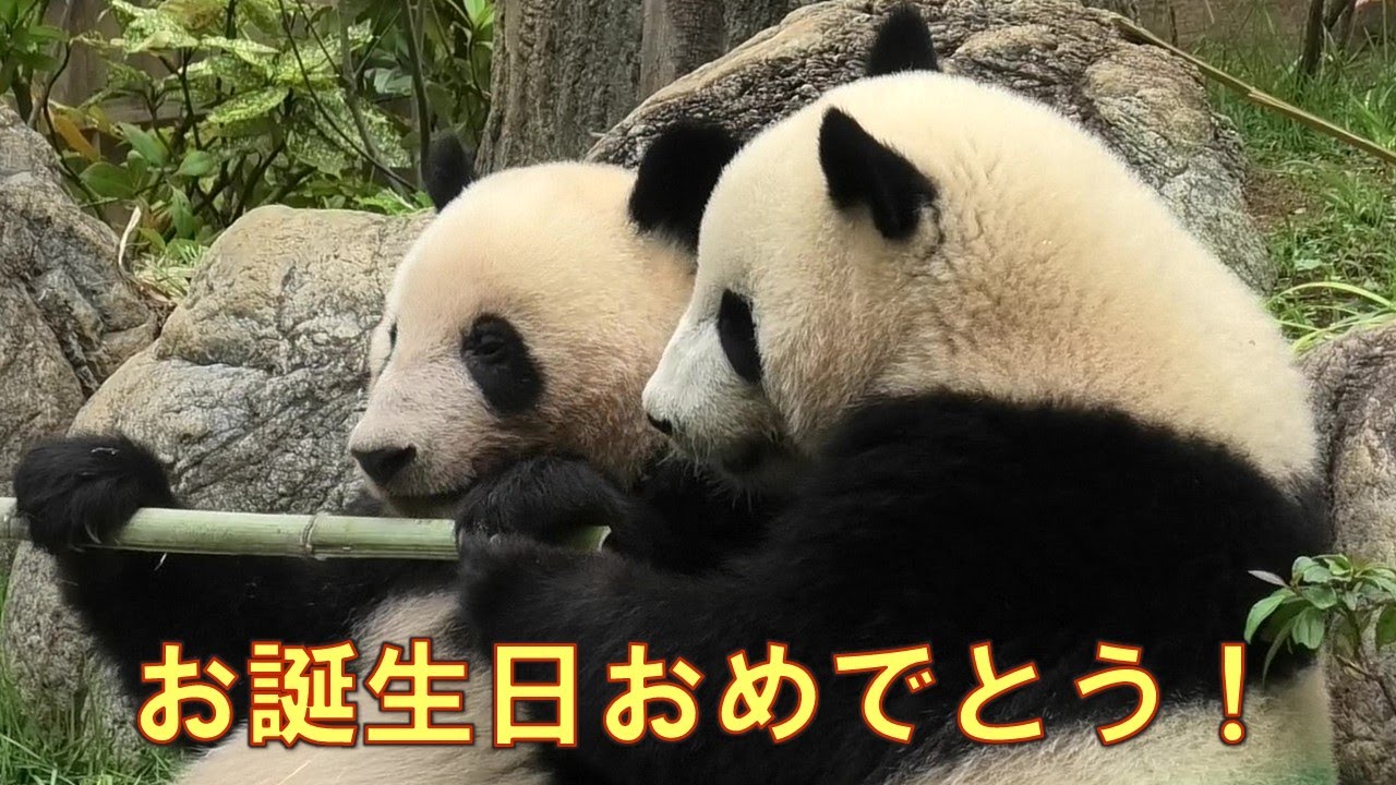 6/23シャオシャオレイレイお誕生日おめでとう！こんなに大きくなりましたgiantpanda @tokyo 上野動物園