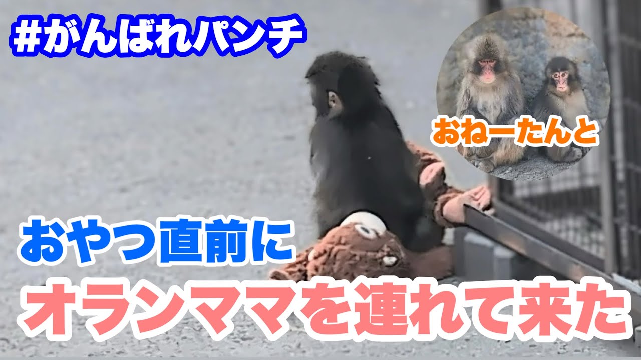 おやつ直前に、パンチくんがオランママを連れて来た（Just before snack time, Punch brought Orang Mama over.）2026.03.28