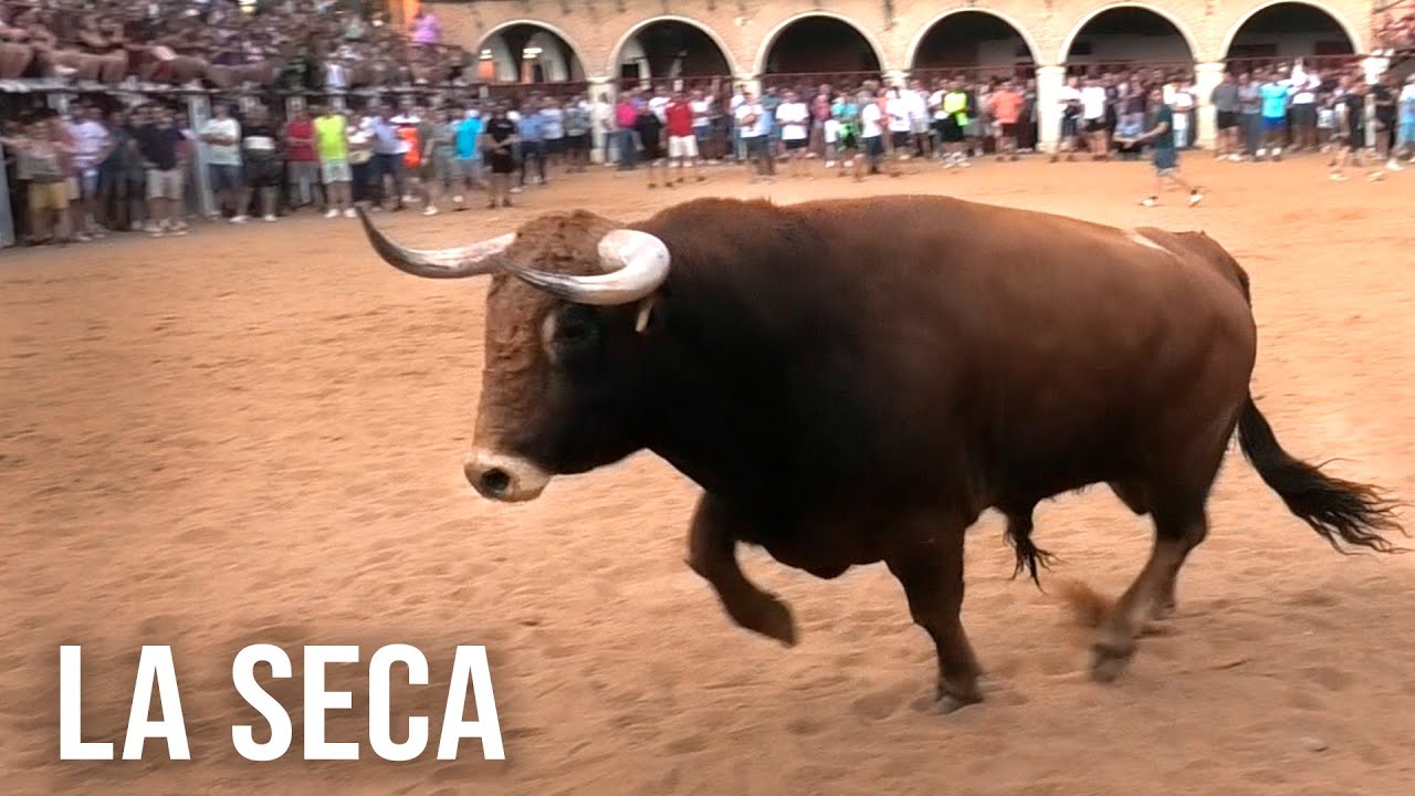 La Seca 2025 Encierro y Capea