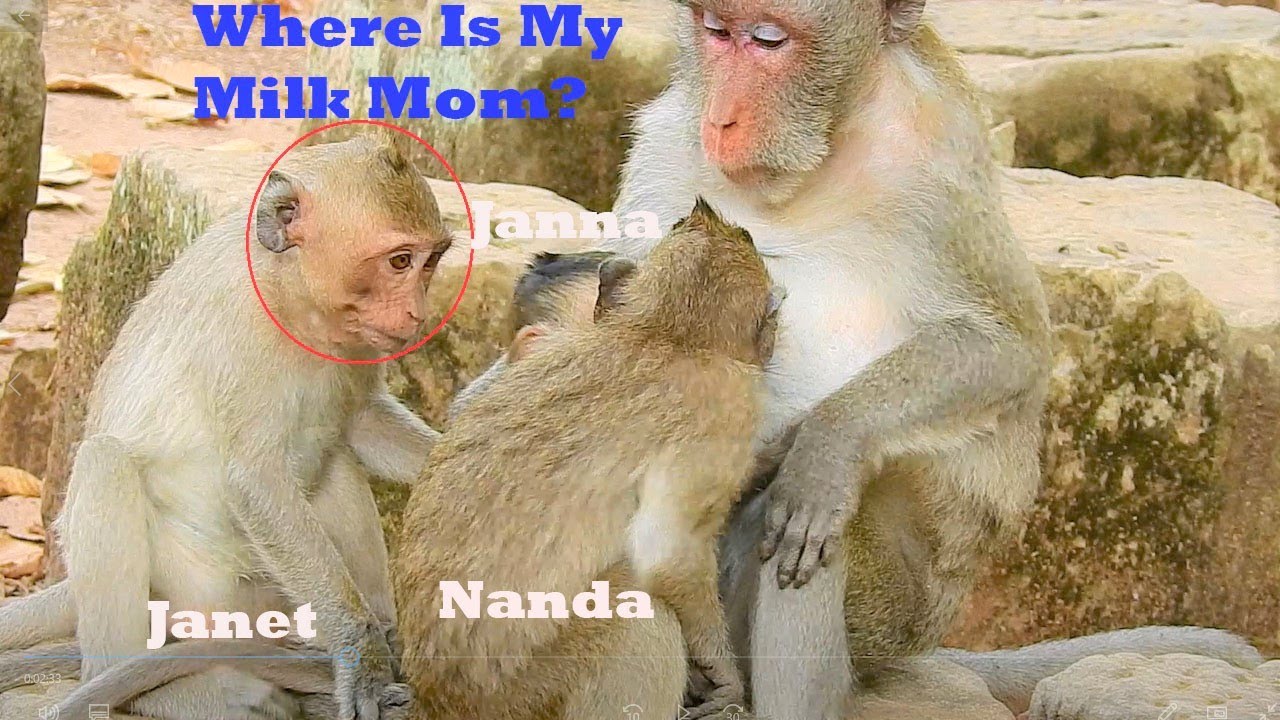 Mom Jane Take Care Baby Janna & Nanda|Janet Jealous & Request Mom To Nurse Her & Give Her Milk