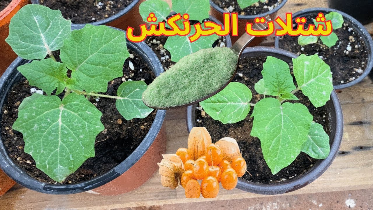 اكتشف خطوات سهلة لتفريد شتلات الحرنكش وأفضل طرق تسميد النباتات الصغيرة بعد النقل