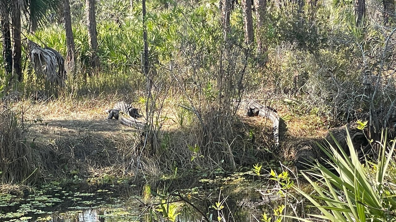 Ocean to Lake Trail Powerline Gator February 2026