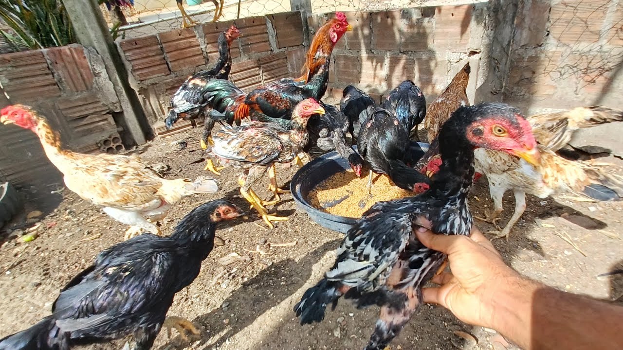 VEJA A MELHOR ALIMENTAÇÃO - GALO MURA!