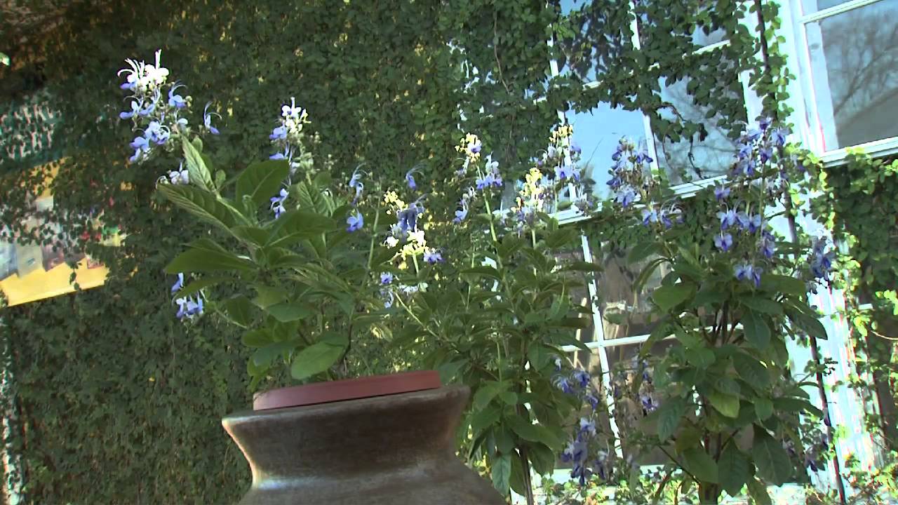 Blue Butterfly Plant - Southern Gardening Television