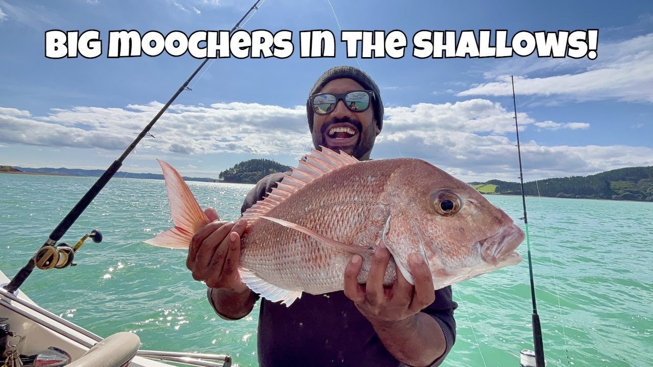 NEW ZEALAND Multi Species Fishing Frenzy! | CATCH AND COOK NZ