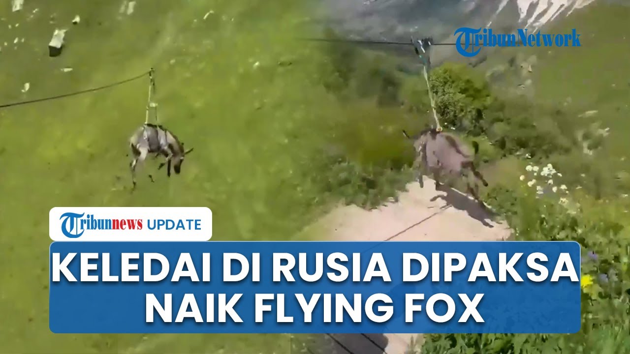 Keledai di Rusia Ini Dipaksa Naik Flying Fox, Polisi Kebingungan Si Hewan Trauma atau Malah Girang