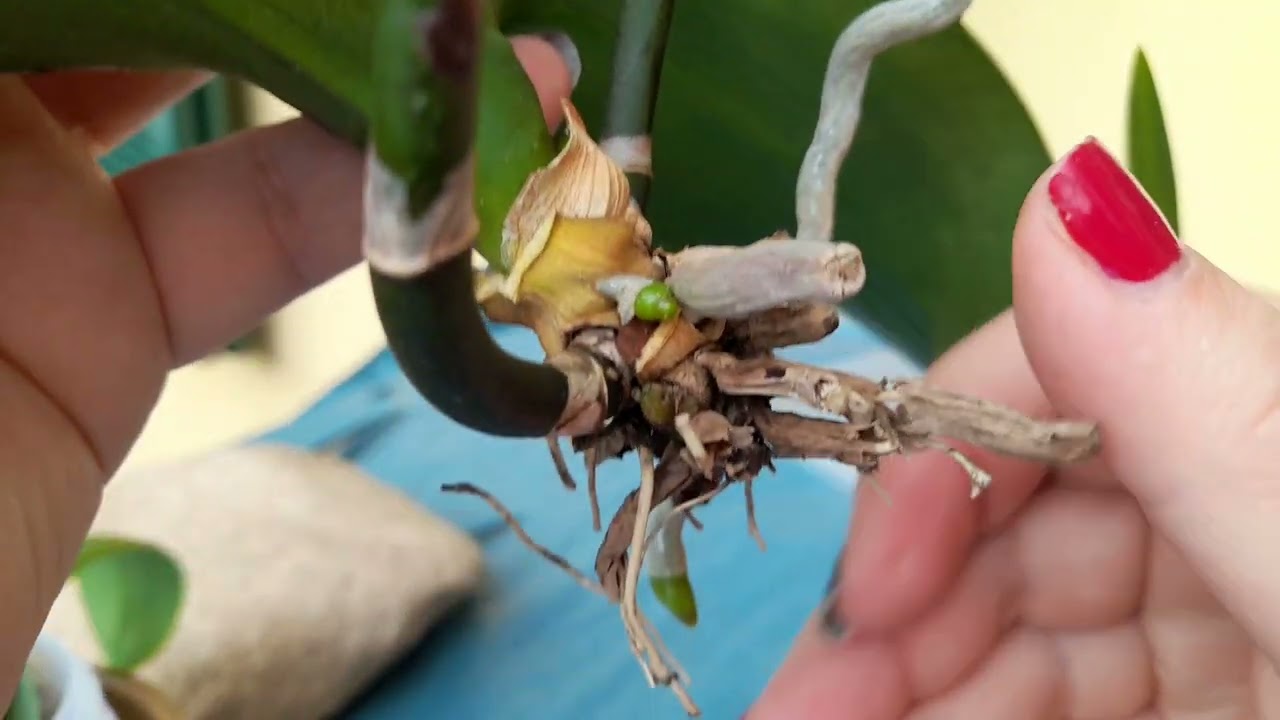 ORHIDEJA BEZ KORIJENA SE MOŽE OPORAVITI