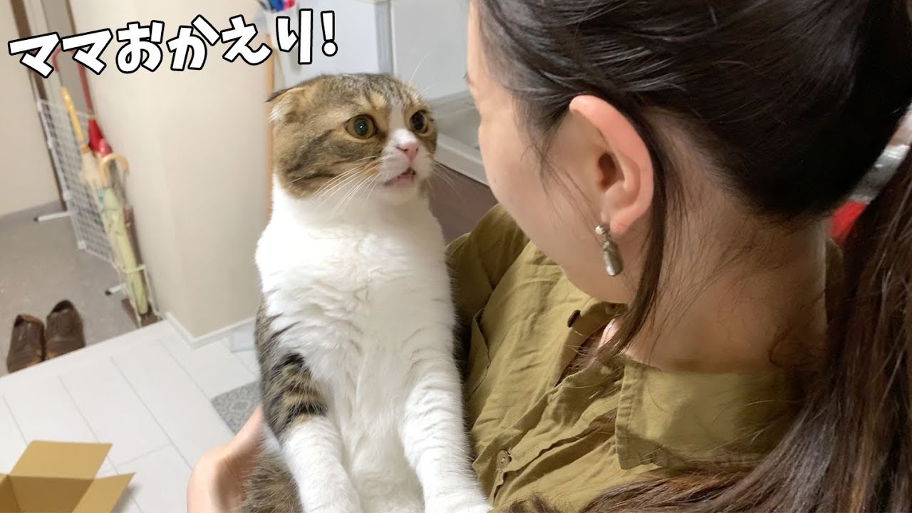 飼い主が仕事から帰ってきて嬉しくて玄関までお出迎えしちゃう親子猫