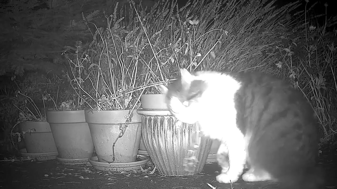 Catnip Highlight Reel #23