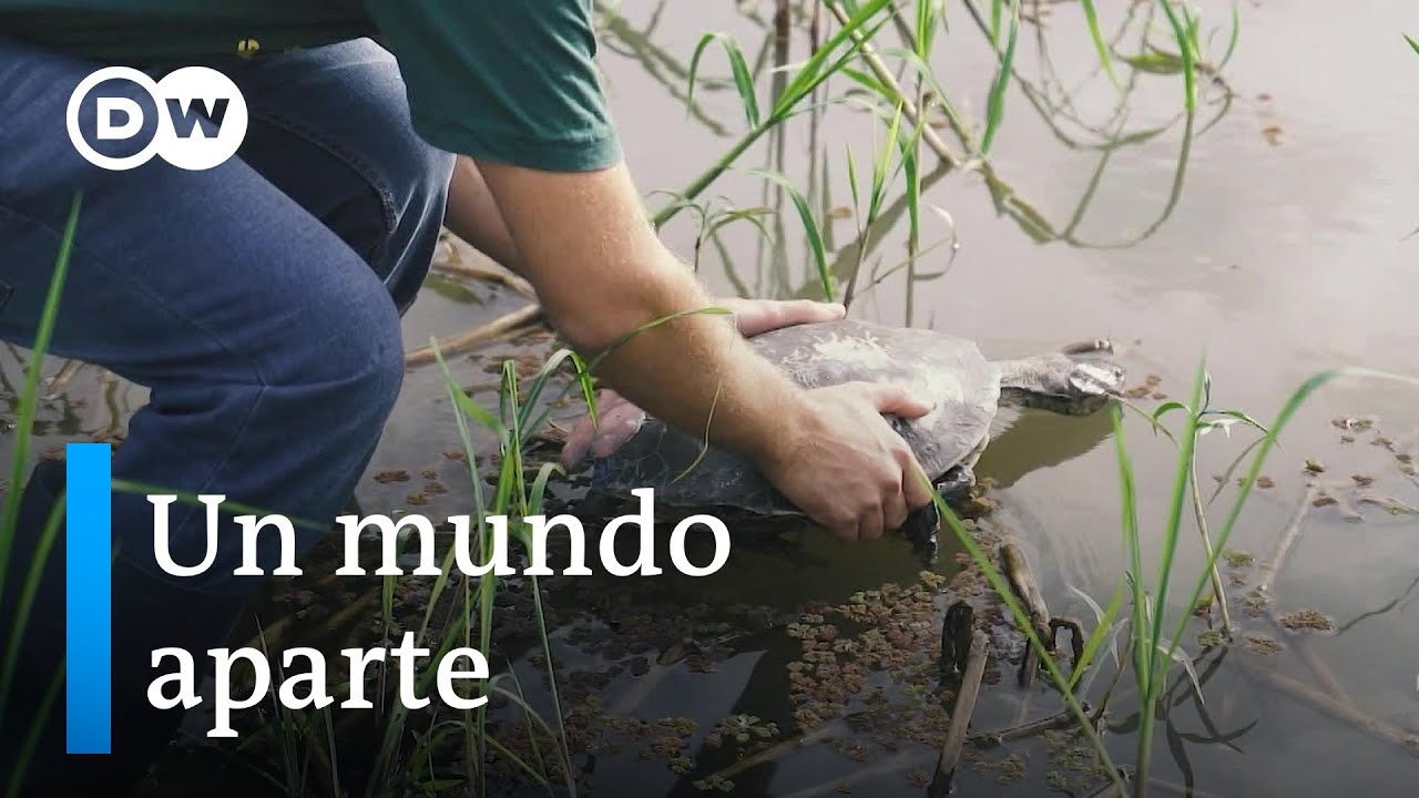 Refugio de animales en Rosario