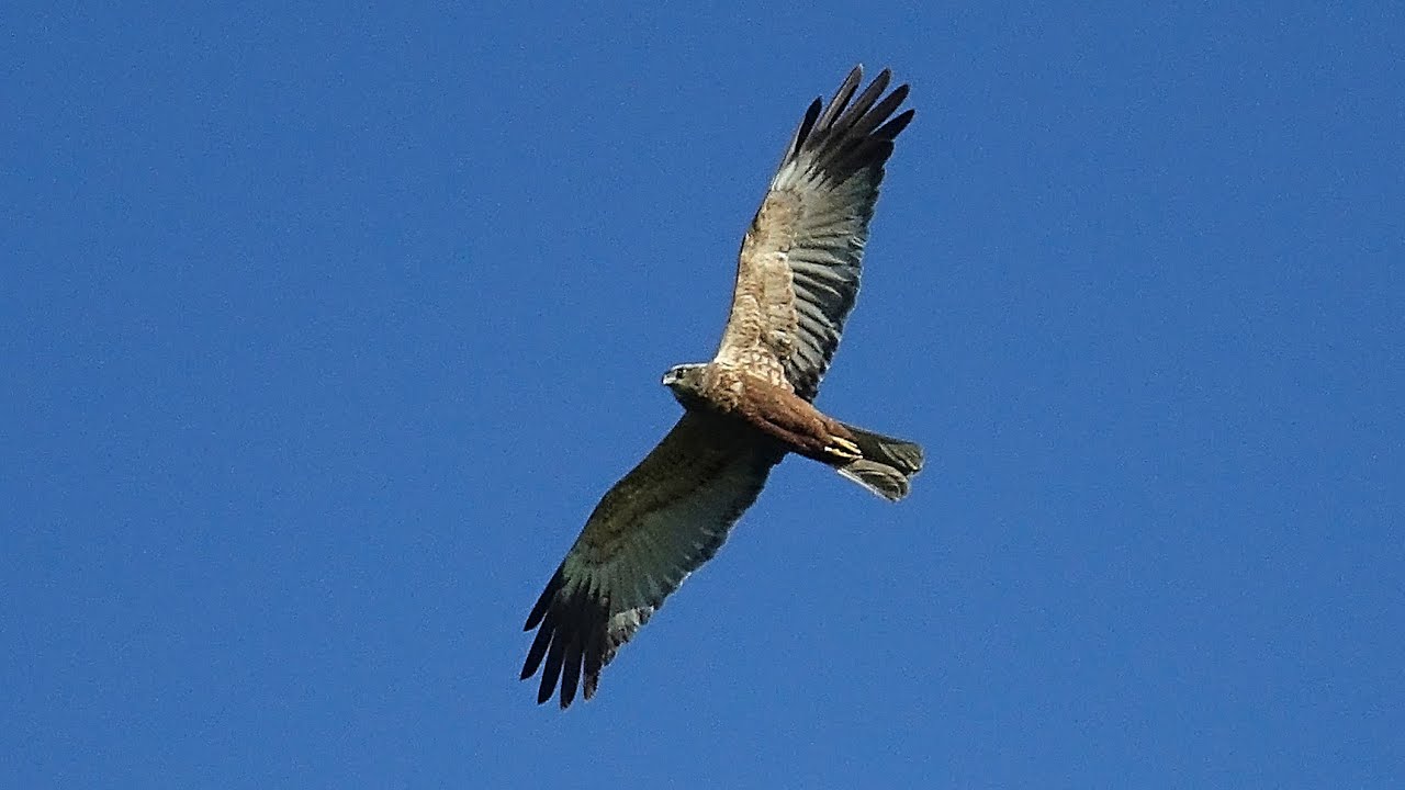 Mot&aacute;k pochop (Circus aeruginosus) Western marsh harrier, Rohrweihe, Болотный лунь, Błotniak stawowy