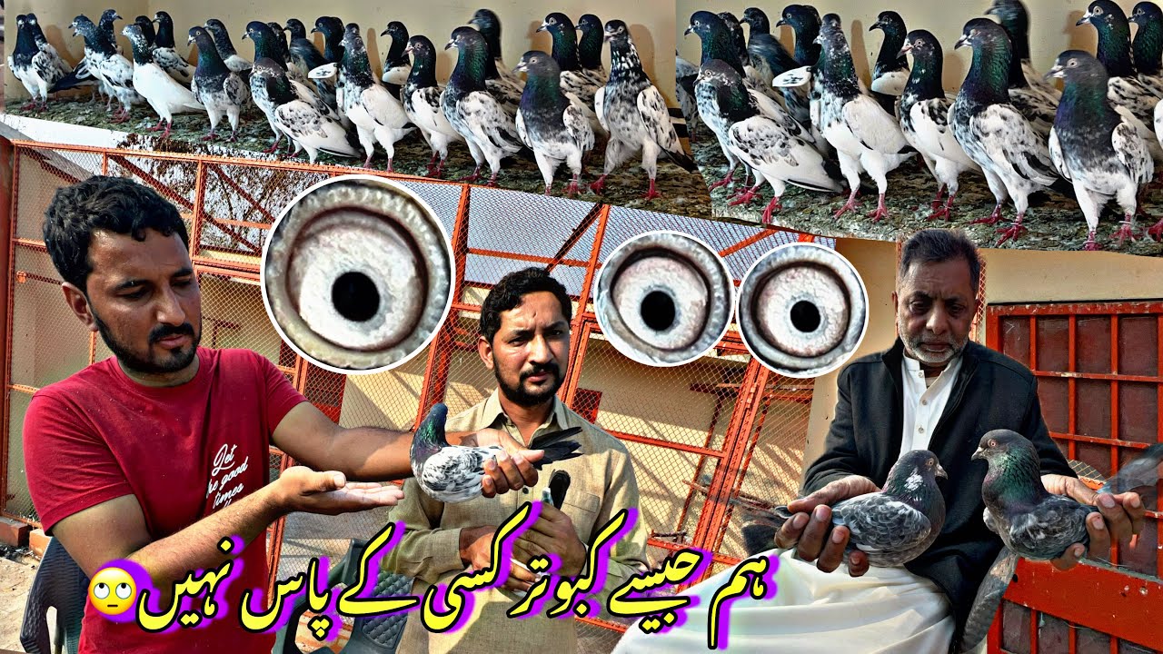 ustad Mian Nazir k bhai ustad Mian rauf of kasur k insan taddy or salary taddy pigeons 😍