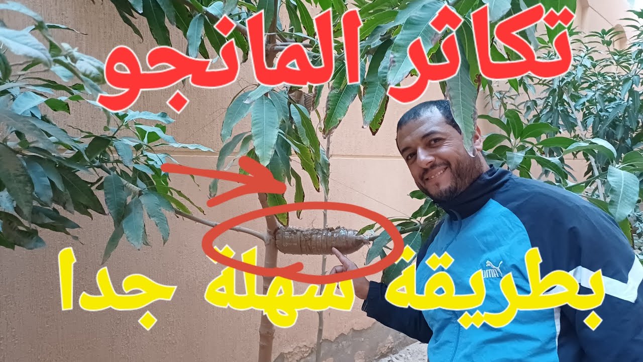تكاثر أشجار المانجو بمنتهى السهولة