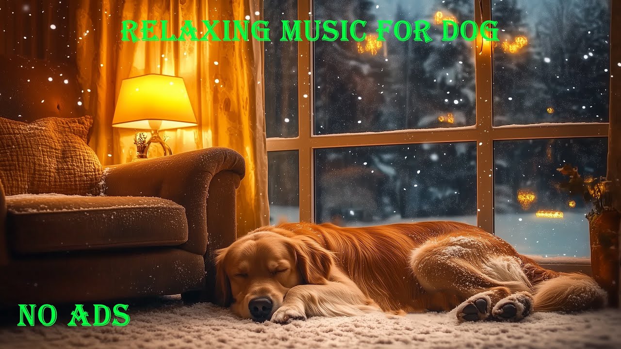 🎵 12 часов успокаивающей музыки для собак 🐶💤 Глубокий сон, расслабление и снятие тревоги разлуки