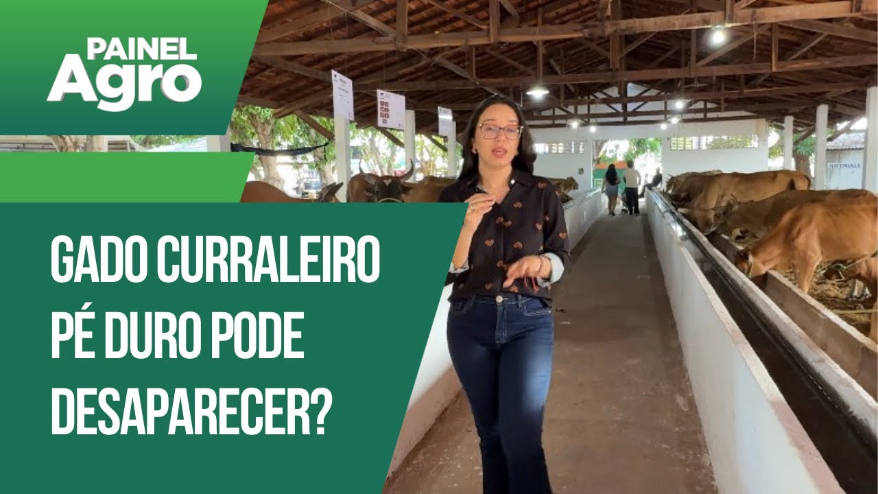Gado Curraleiro Pé Duro! O legítimo gado nordestino e mais: os “agropolíticos” do Piauí 
