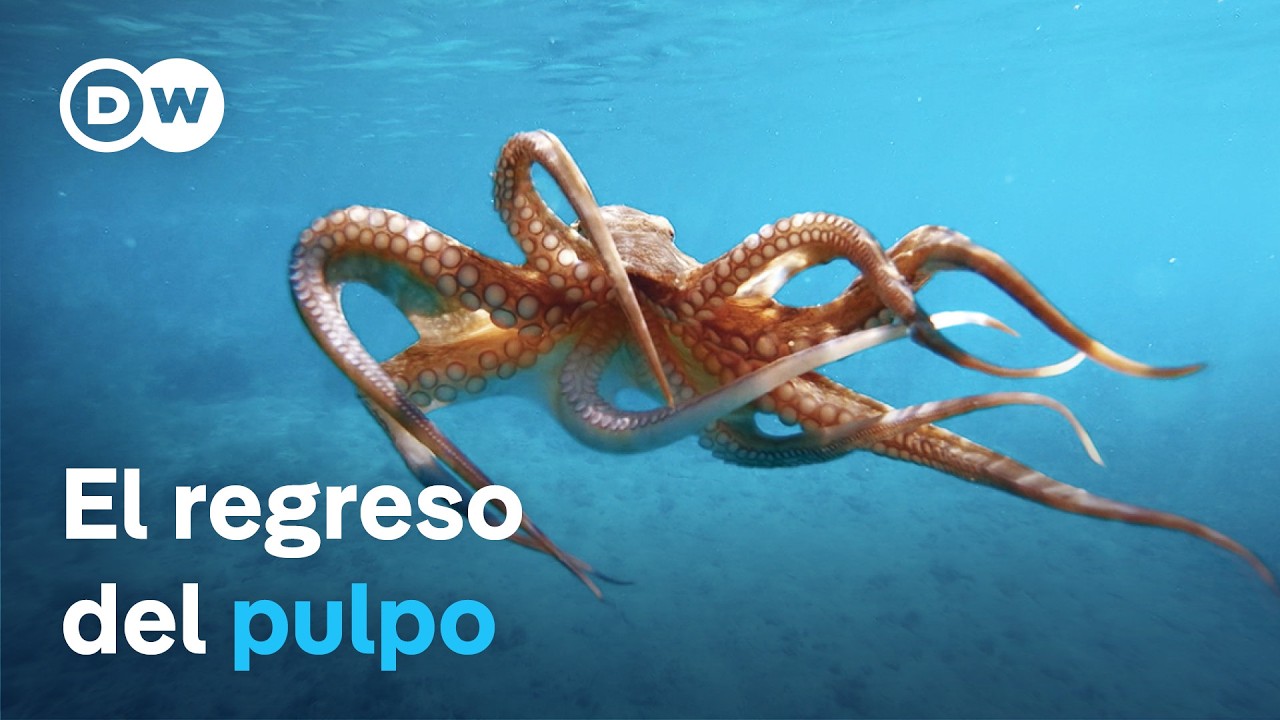 Pulpo en peligro - Tras sus rastros en el Mediterr&aacute;neo | DW Documental