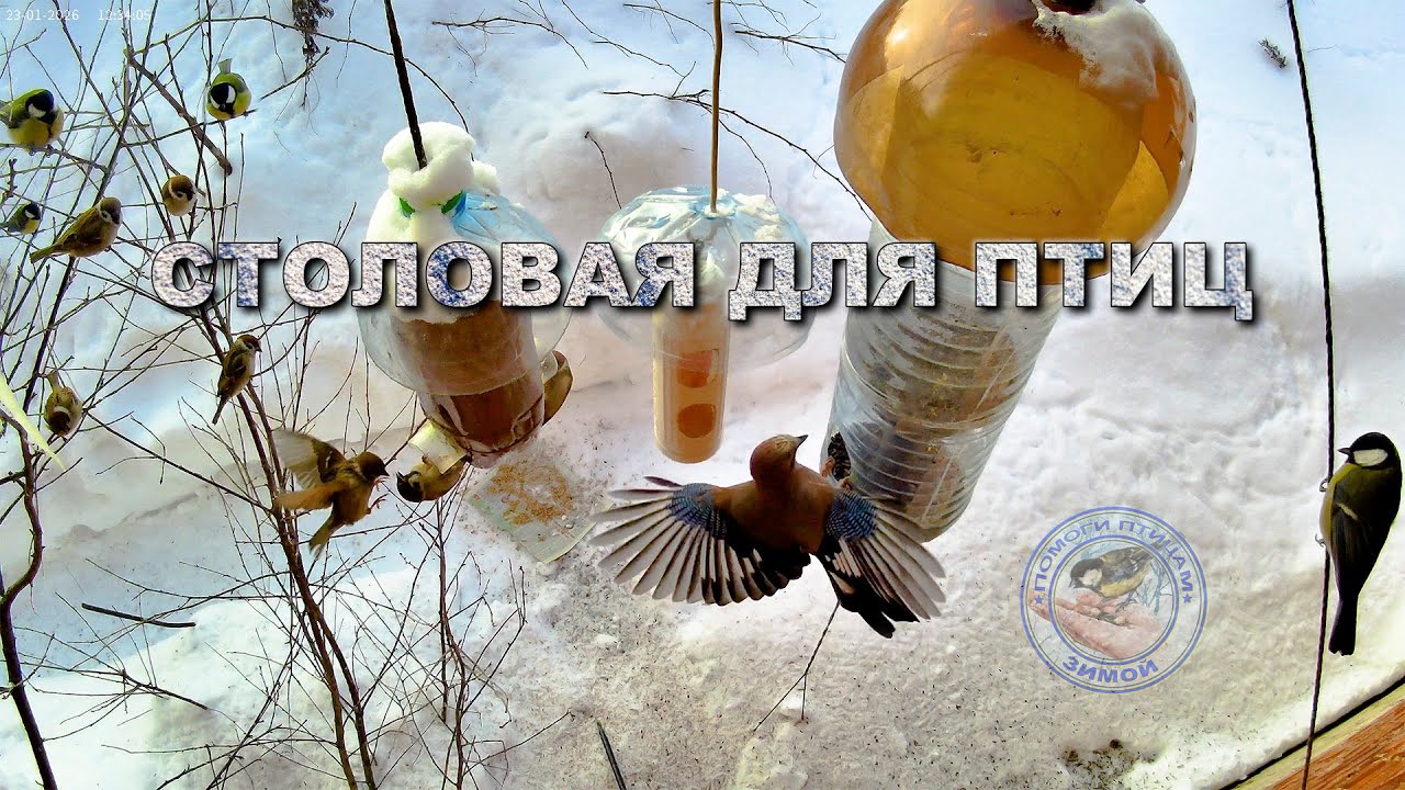 Кормушка для птиц 23 января 2026 года (06)