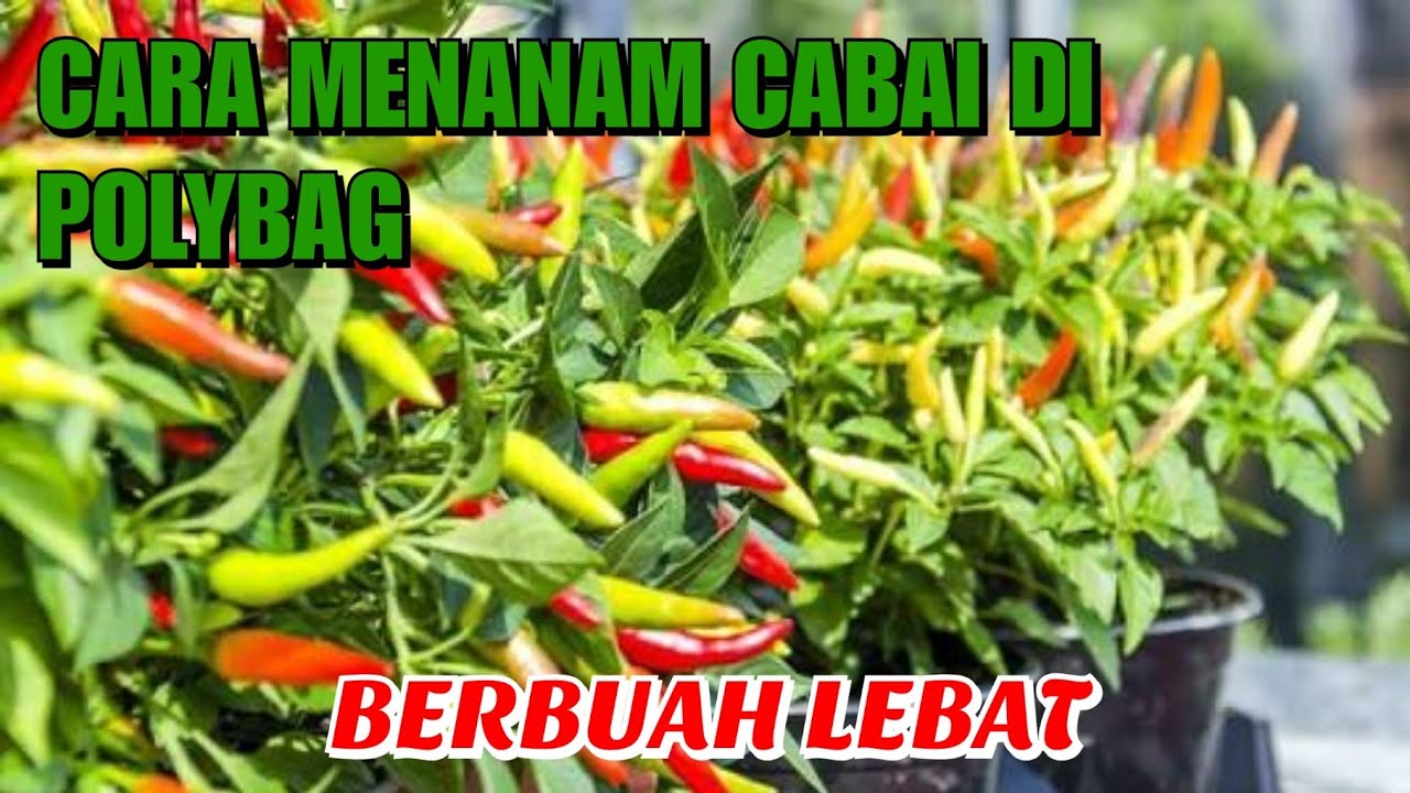 CARA MENANAM CABE DI DALAM POLYBAG DI HALAMAN RUMAH BERBUAH LEBAT