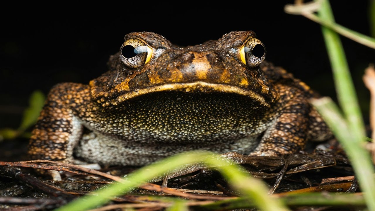 Banded bullfrog amphibian