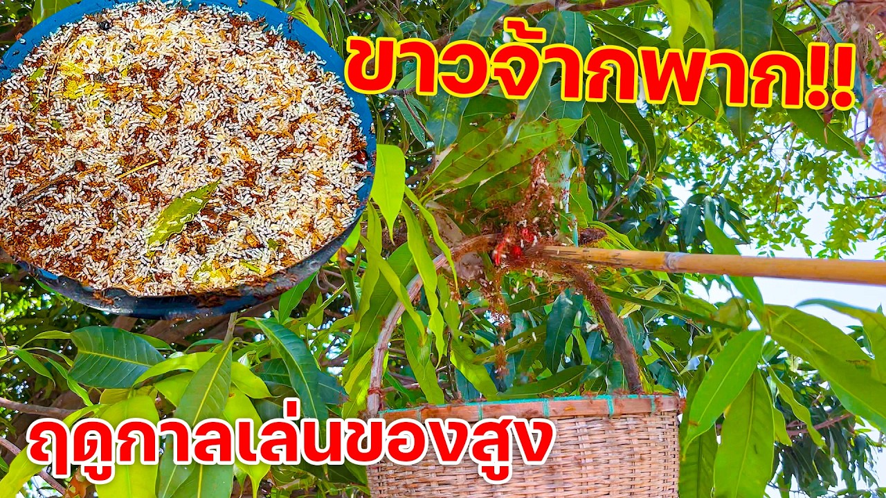 ขาวจ้ากพาก!! ฤดูกาลเล่นของสูง แหย่ไข่มดแดง
