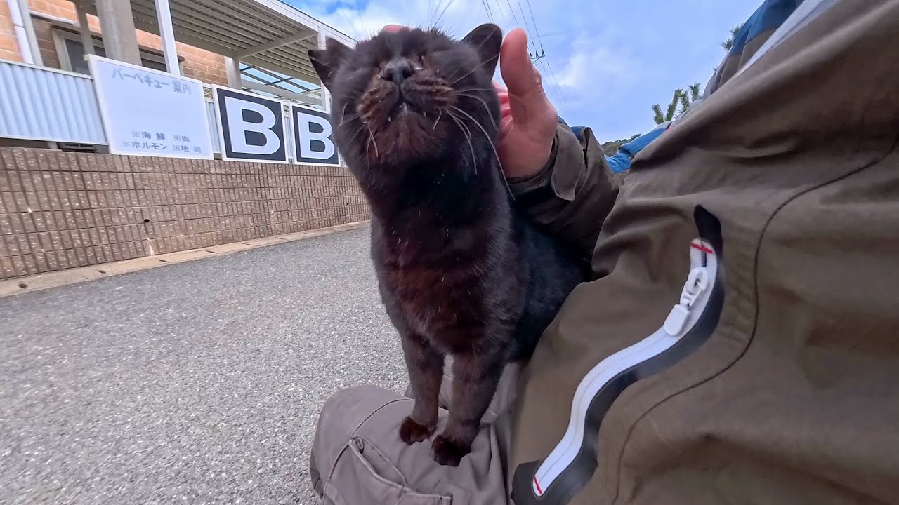 防波堤の黒猫ちゃん、撫でたら当然のように膝の上でゴロゴロ甘えてきて可愛すぎた