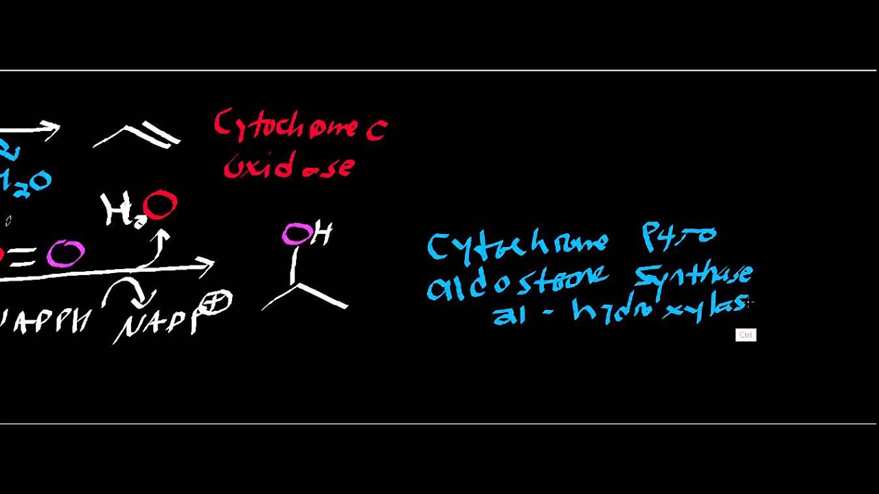 Biochemistry | Oxygen Consuming Enzymes