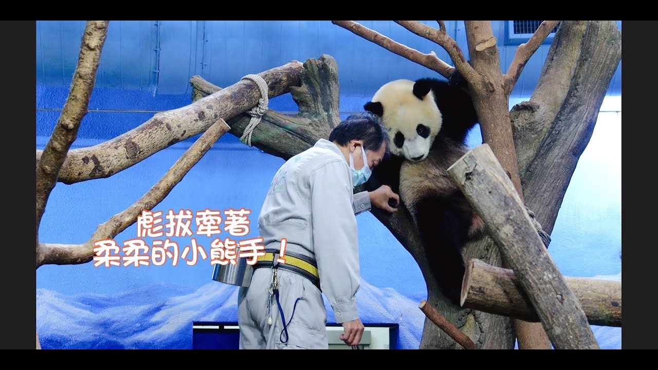 彪拔牽著架上懶洋洋圓寶公主的手，提振精神後，開始午茶的吃播課程。20211109