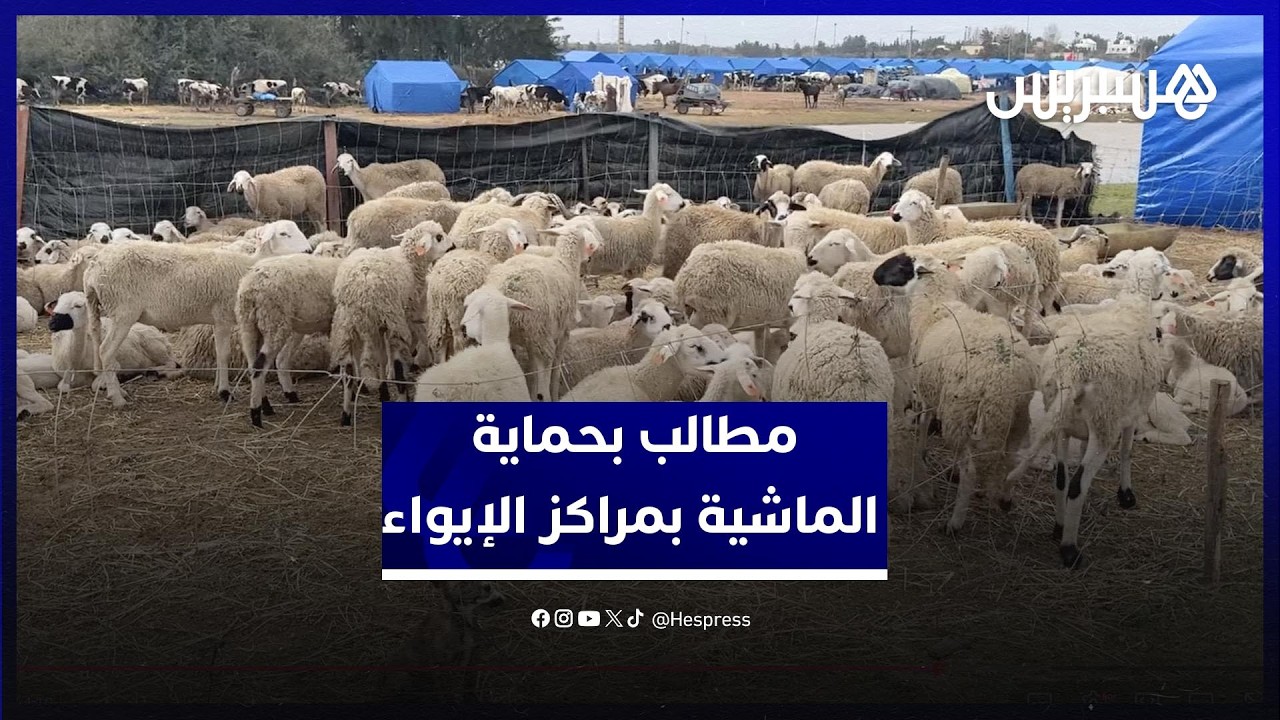 كسّابة المكرن بإقليم القنيطرة يطالبون بتعزيز أعلاف الماشية بمراكز الإيواء وحمايتها من الموت
