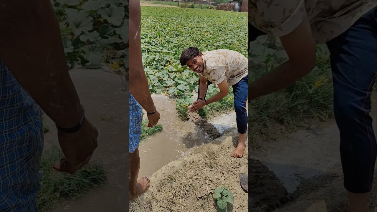 #shorts #trend #funny #farming #village #vlog