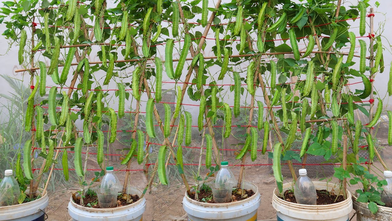 grow dragon beans for the family, they are very delicious. Have you ever tried?
