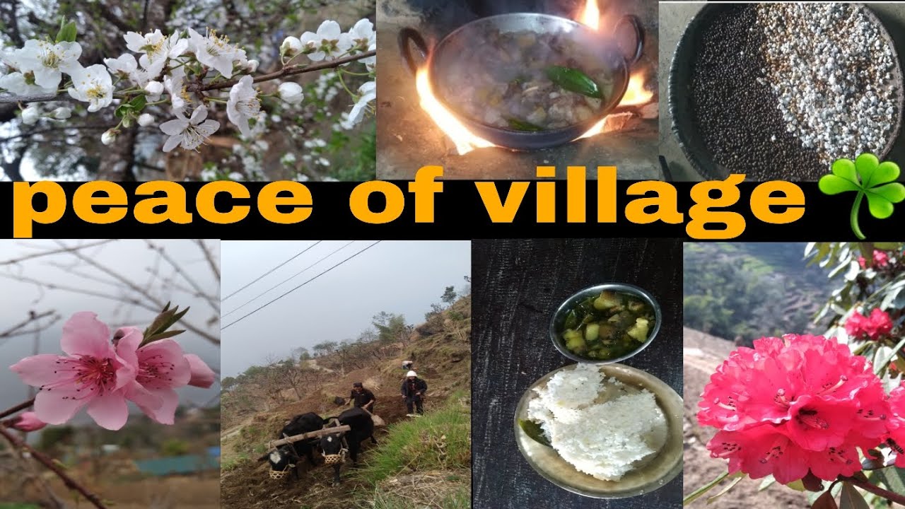 GAUGHARMA KO XUTTAI AANANDA#villagelifestyle💚☘️💜@Raineesabina82Vlogs ✨💙