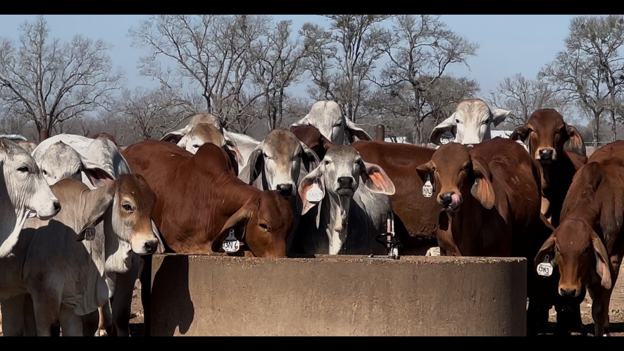 P381 Río Ranch, ganadería de mexicanos destacada en USA