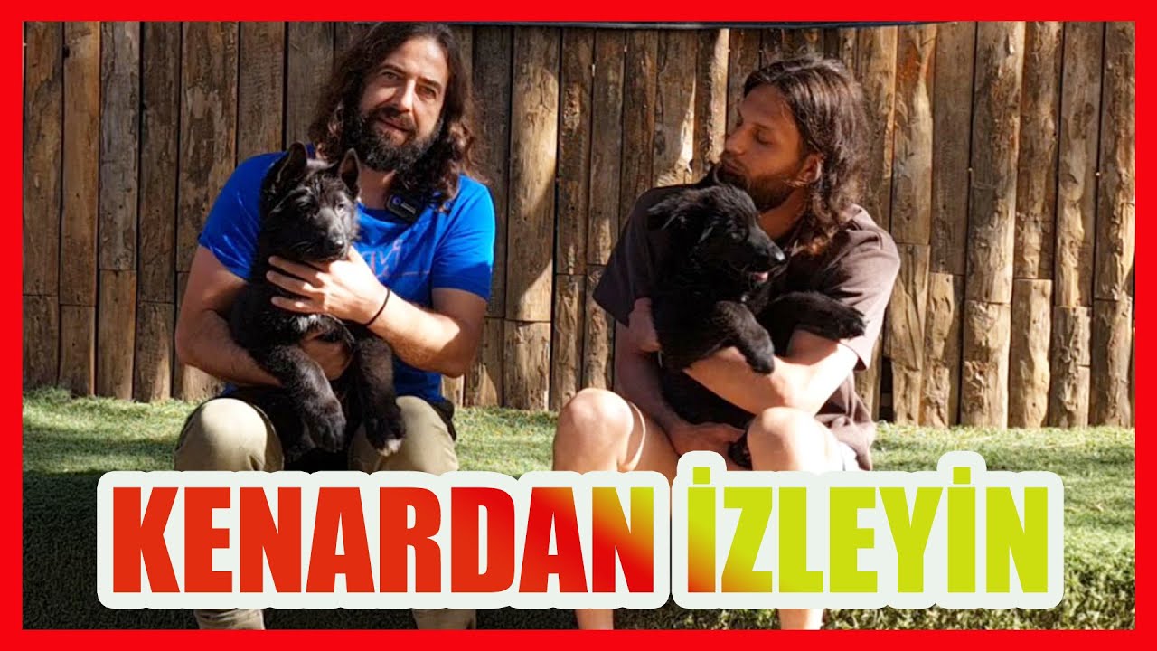 TRUE BLOOD KENNEL - ALMAN KURDU ÜRETİCİSİ #almankurdu