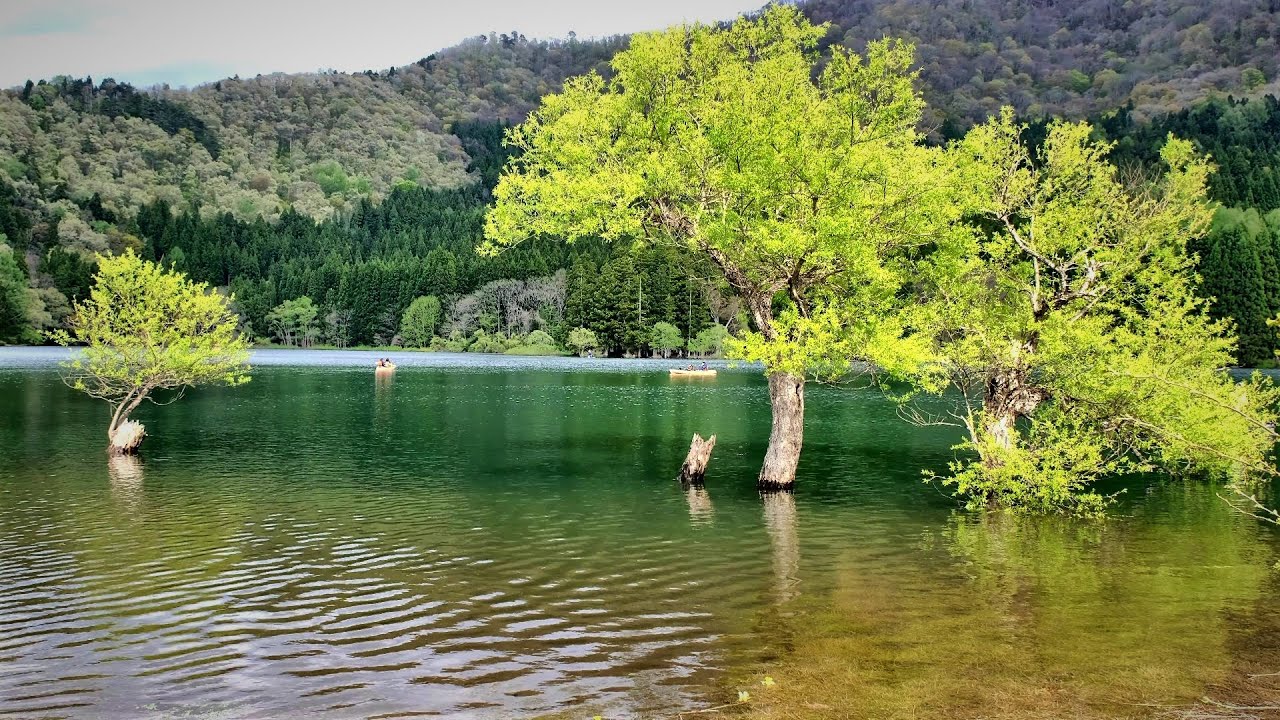 [4K] 絶景‼神秘的な湖 新緑と菜の花 美しい北信濃・北竜湖