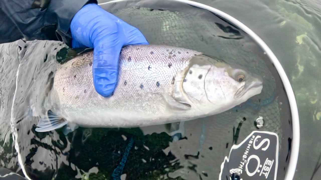 Havsöring på fluga - öringar i dimman