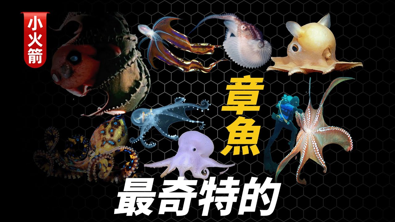 世界上最奇特的14種章魚，誰能想到，章魚的世界原來如此奇妙！【科普小火箭】