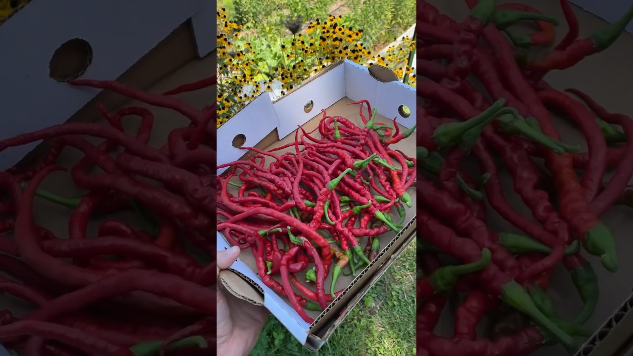 How we make smoked chili powder for winter! #growyourownfood #gardenharvest #urbanhomesteading