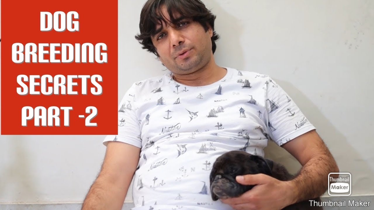 Dog breeding success secrets for new