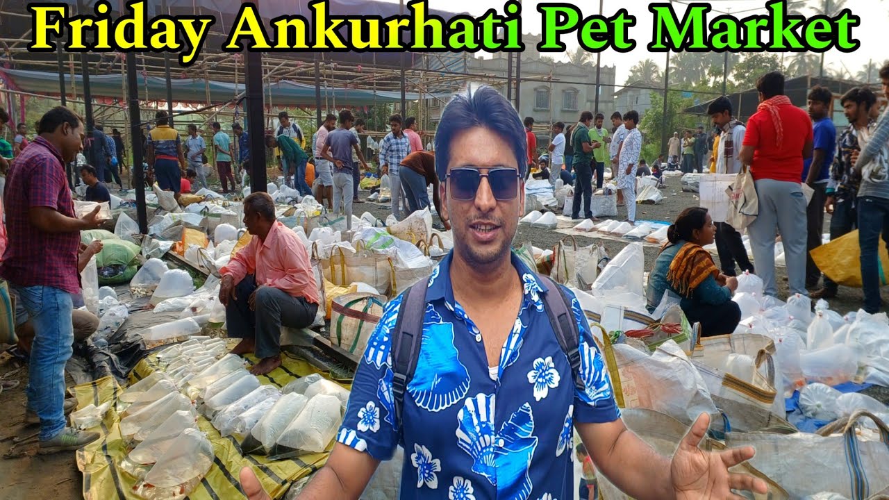 Howrah Ankurhati Pet Market | Ankurhati Fish Market | Ankurhati Pet Market | Pet Market | Fish 