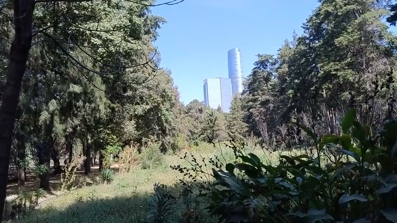 Caminata por los Viveros de Coyoacán. CDMX.