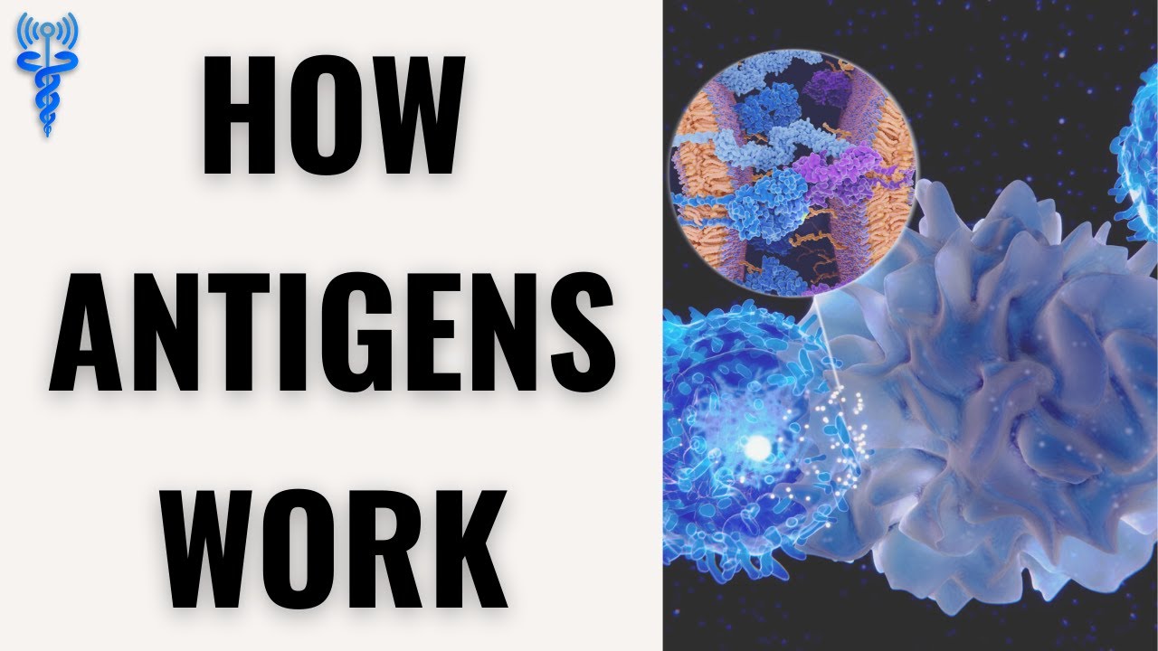 WHAT ARE ANTIGENS | How Antigens Work