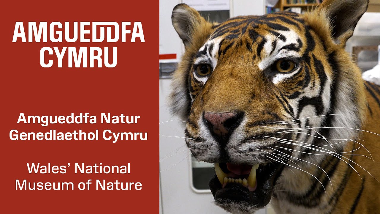 Amgueddfa Natur Genedlaethol Cymru | Wales’ National Museum of Nature