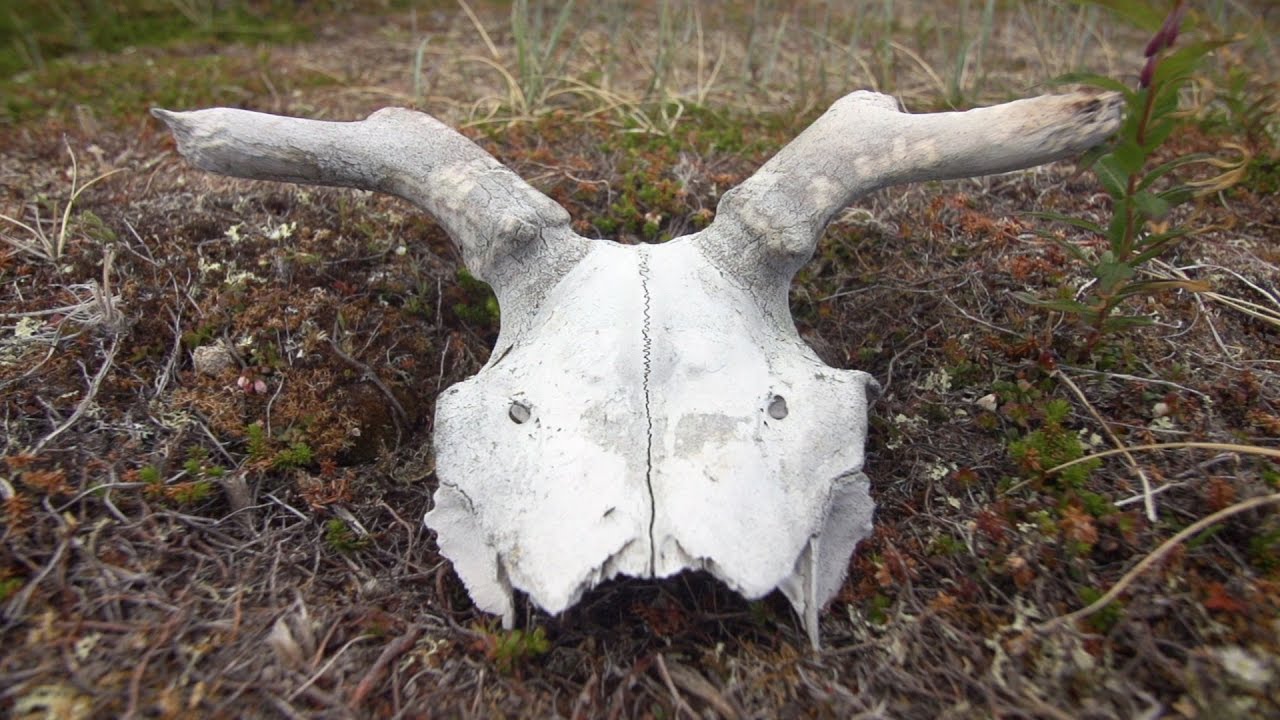 Qikiqtaarjuit - An Ancient Thule Site Comes to Life