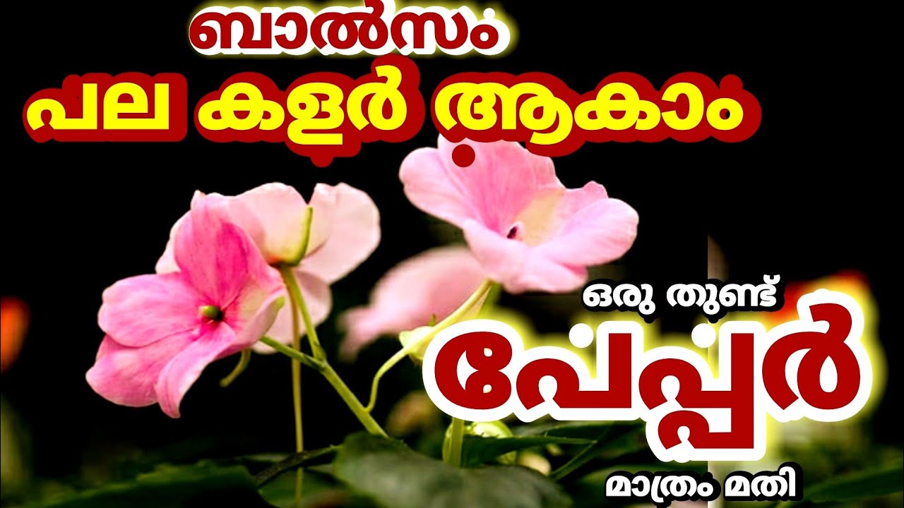 ബാൽസം പല കളർ ആക്കാം ഒരു തുണ്ട് പേപ്പർ മതി|Chinese Balsam Verities|Easy Method|Different Colours.