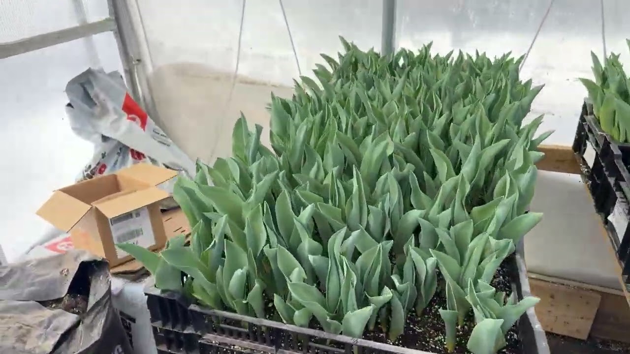 Winter Tulip Forcing Video 1 