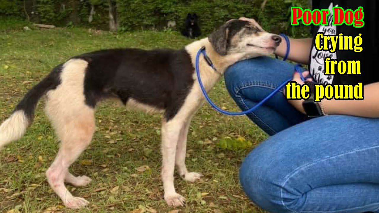 The poor dog, the crying dog from the pound