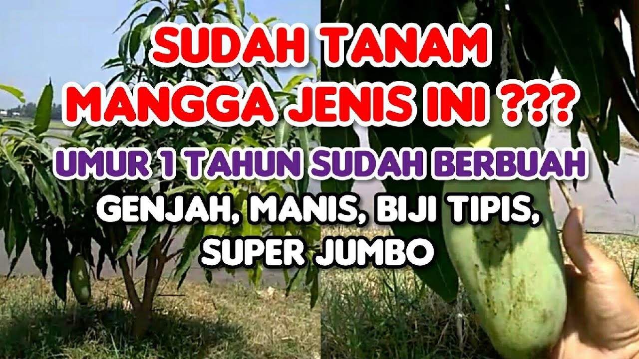 Mangga Jenis Ini Sangat GENJAH !!! 1 Tahun Sudah Berbuah, Besar, Manis, Biji Tipis - AgroPark